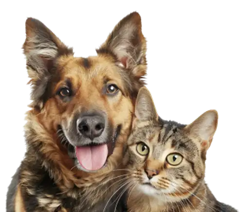 Dịch vụ hoả táng chó mèo [Pet Paradise]